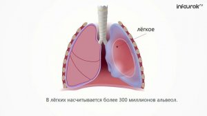 Органы дыхания