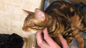 Как гладить кота