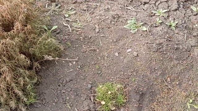 Весенняя обрезка Сантолины.