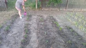 Чтобы завязь не осыпалась! Зав'яжутся Все плоды! Достаточно обработать растения 1-2раза за сезон