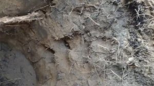 Сигнум или деус тест по глубине