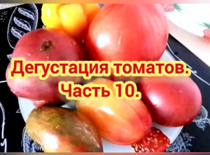 Дегустация томатов. Часть 10.