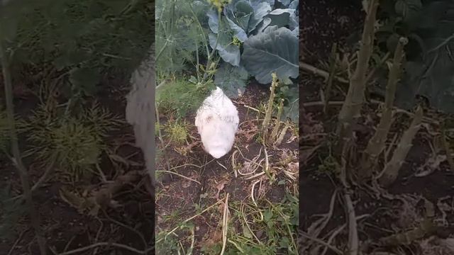 хорошо... всё в деревне хорошо, в деревне всё нормально, в деревне хорошо 👍