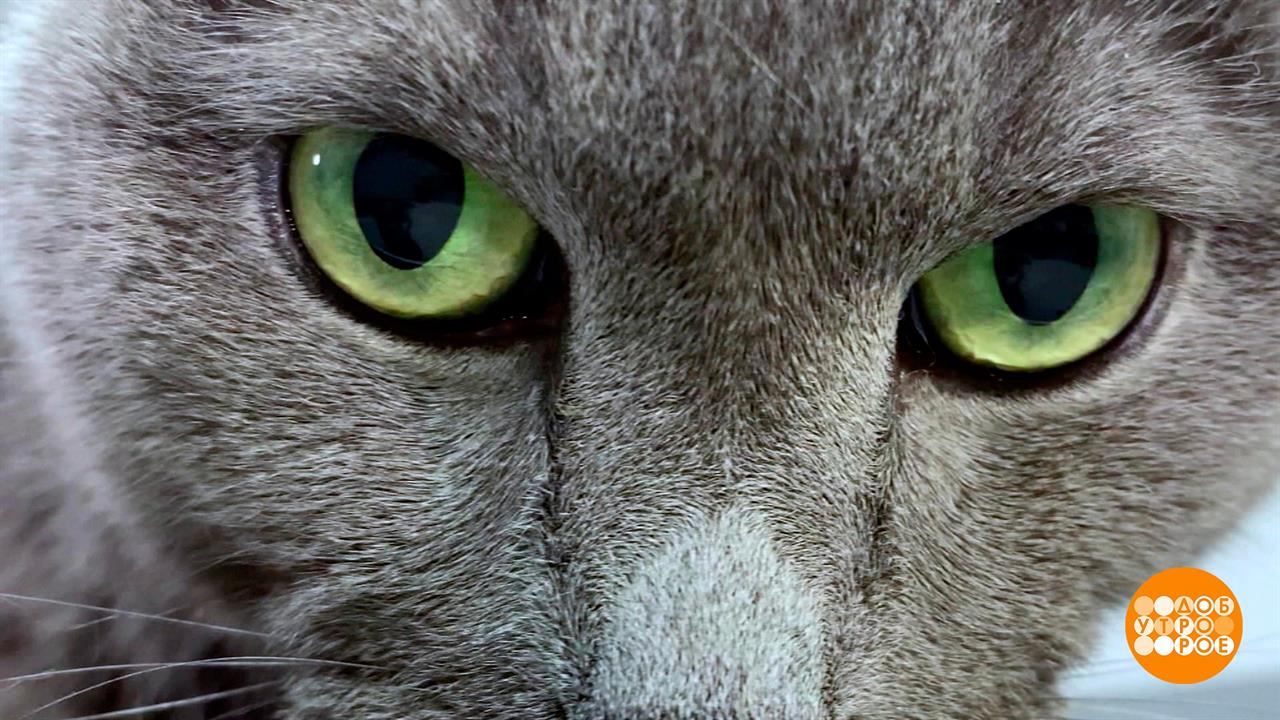Экспресс-линька для кота. Доброе утро. Фрагмент выпуска от 08.06.2022