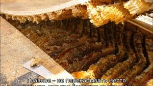 Как избавиться от шмелей