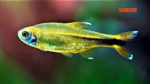 Хасемания Медная Тетра содержание, разведение в аквариуме, совместимость