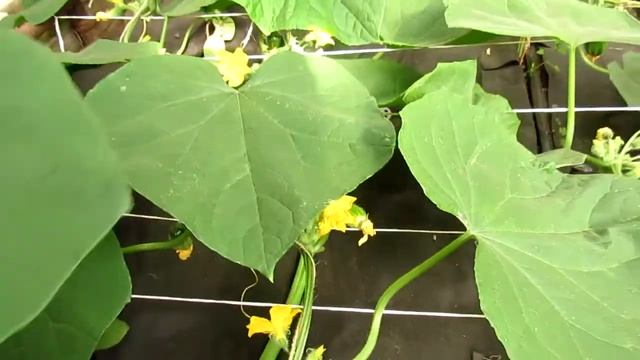 огурец сорт многодетный F1 смотреть онлайн