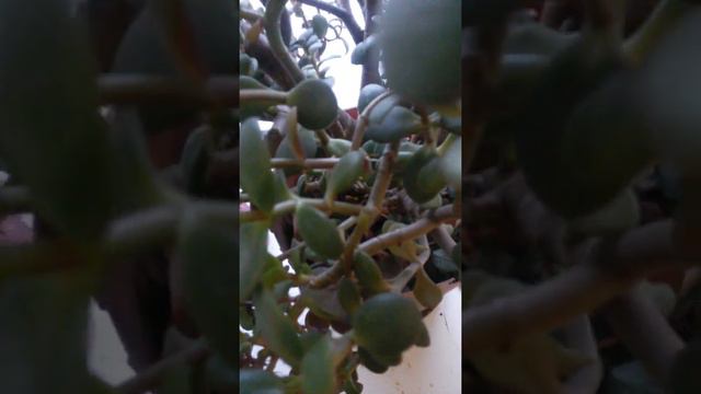 Денежное дерево на подоконнике смотреть онлайн