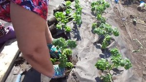 ВЫСАЖИВАЮ ТОМАТЫ НА "ЛЕНИВУЮ" ГРЯДКУ НА АГРОТКАНЬ. Ольга Чернова.