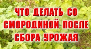 7 августа.Что делать с кустами смородины после сбора урожая.mp4
