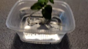 Эффектное и быстрое  укоренение черенков Петунии!