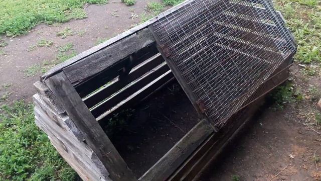 Переставляем маленьких цыплят. Большие цыплята обижают маленьких. смотреть онлайн