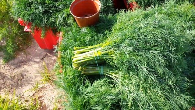 20190609 082728 Укроп рос , рос и наконец вырос!! смотреть онлайн