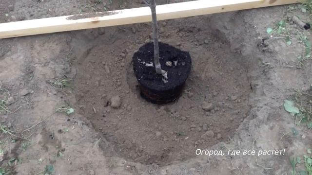 451. Подробно о посадке яблони. смотреть онлайн