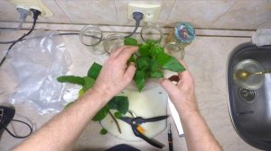 Секреты размножения гибискуса черенкованием | Розмноження гібіскуса черенкуванням