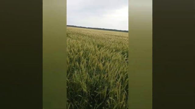 Обзор озимой пшеницы, от всходов до уборки. Опрыскивание пшеницы. МТЗ-80 в работе.