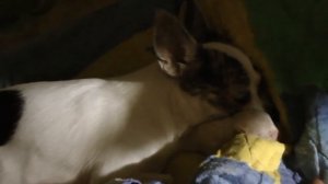 Роды чихуахуа