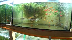 Поменял золотого самца гурами на мраморного. С разводни