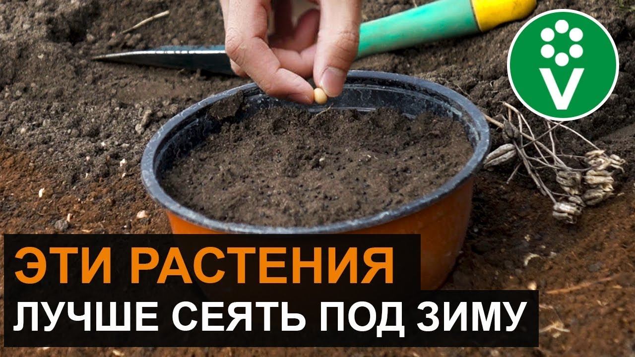 Цветы Под Зиму Посадка Семенами С Фото