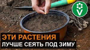 ХИТРОСТИ ПОСАДКИ ПОД ЗИМУ цветов и овощей