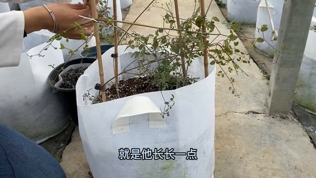 铁线莲绑扎：许多花友不会盘铁线莲枝条，本期教大家两种方法