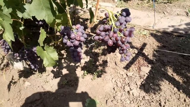 Ультраранние сорта винограда на 22.07.2018 Часть 2 смотреть онлайн