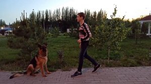 Как научить собаку команде Жди. Выдержка при дрессировке собак.