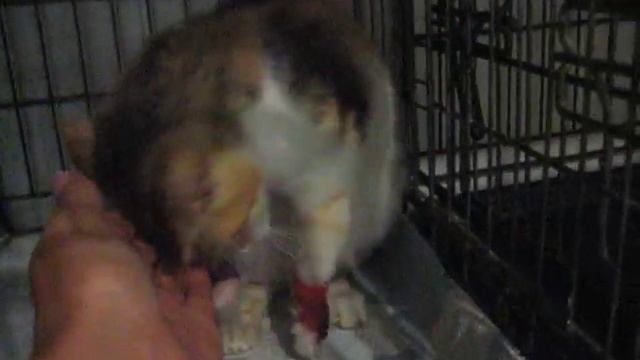Кошечка с травмой передних лап. смотреть онлайн