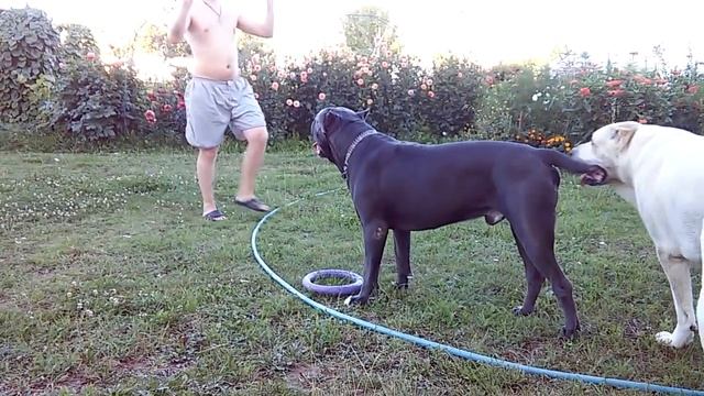 кане корсо и алабай 2 смотреть онлайн