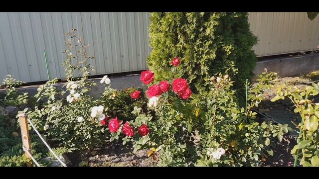 Роза Red star во всей красе. смотреть онлайн