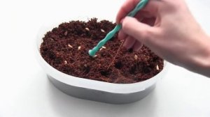 100% ПРОСТОЙ СПОСОБ вырастить ГРАНАТ из косточки