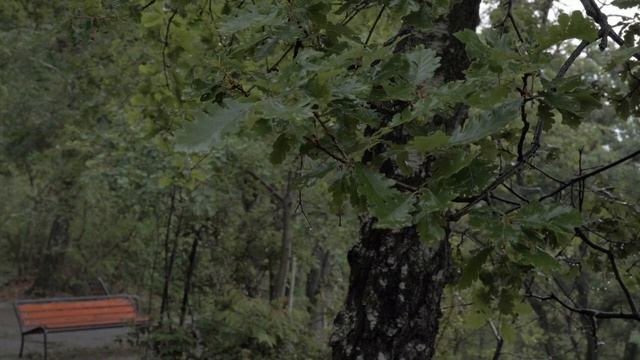 Природа и животный мир Лечебная музыка дождя для глубокого сна и восстановления сил. смотреть онлайн