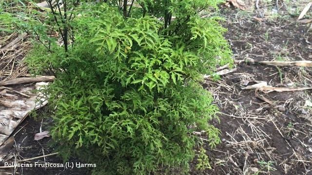 Polyscias Fruticosa (L.) Harms | Ornamental Shrubs & Trees | ?? Panama | смотреть онлайн
