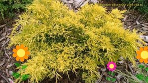 Можжевельник пфитцериана Король Весны. Краткий обзор juniperus x pfitzeriana King of Spring