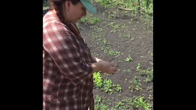 Шашлыки на даче . Арбеково смотреть онлайн