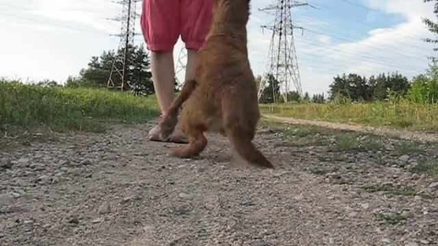 Ирландский терьер. Irish terrier. Послушание.