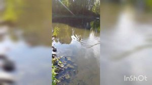 Рыбалка на поплавок с берега река Славянка санкт-петербург