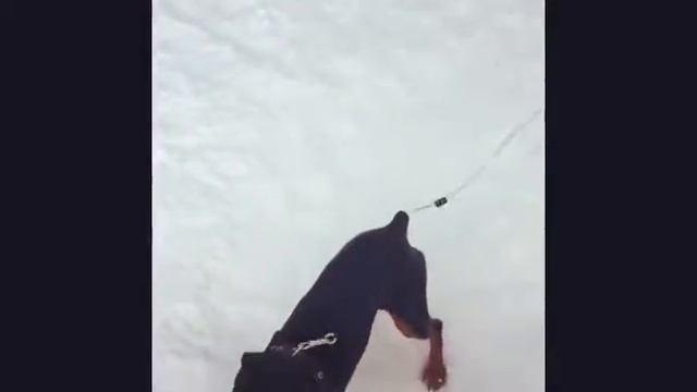 Цвергпинчер прыгает смотреть онлайн