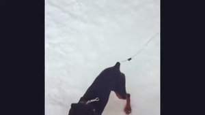 Цвергпинчер прыгает