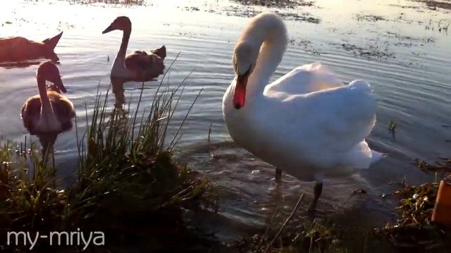 Лебедь-шипун защищает своих птенцов. смотреть онлайн
