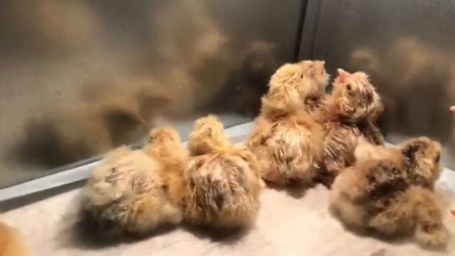 Цыплята ФАВЕРОЛЬ первые часы жизни. От наших курочек . смотреть онлайн