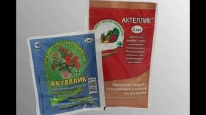 Уход за клематимами летом. Цветение клематисов.