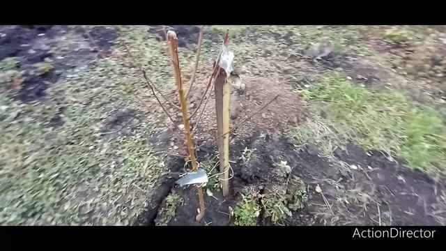 ПЕРСИК, НЕКТАРИН, АБРИКОС ПОСАДКА !!!! смотреть онлайн