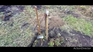 ПЕРСИК, НЕКТАРИН, АБРИКОС ПОСАДКА !!!!