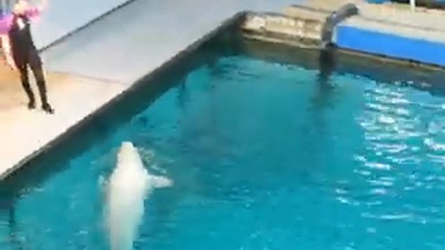 Московский дилфинарий--часть 1 смотреть онлайн