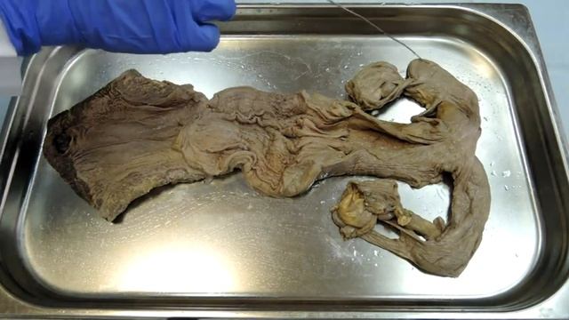 Видеозанятие 29 «Органы размножения (часть 1)»