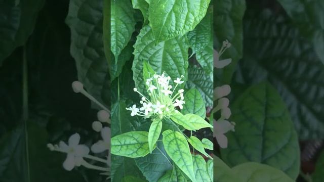 Clerodendrum pleiosciadium - the beginning of flowering. Saint-Petersburg, Russia.