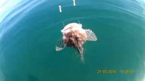 МОРСКОЙ БЫЧОК