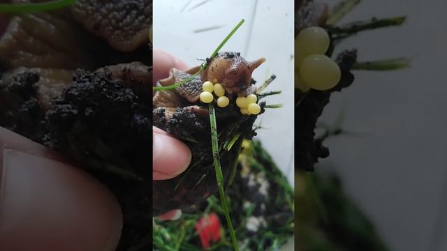 Первая кладка от Ахатин смотреть онлайн