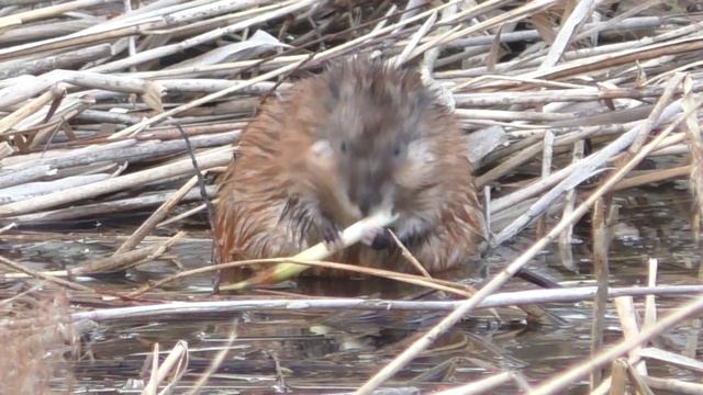 Ондатра. Животные, которые хотят жить в природно-историческом парке Покровское-Стрешнево. смотреть онлайн